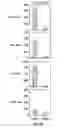 Fig. 13 - Nucleic acid encoding anti-OX40 antibodies