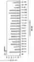 Fig. 15 - Nucleic acid encoding anti-OX40 antibodies