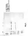Fig. 27 - Nucleic acid encoding anti-OX40 antibodies