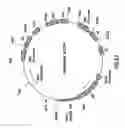 Fig. 29 - Nucleic acid encoding anti-OX40 antibodies