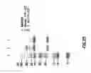 Fig. 31 - Nucleic acid encoding anti-OX40 antibodies