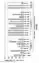 Fig. 40 - Nucleic acid encoding anti-OX40 antibodies
