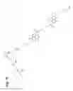 Fig. 21 - Bonding tissues and cross-linking proteins with naphthalimide compounds