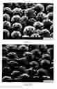 Fig. 03 - Organic polymeric particles, paper coating compositions, and methods