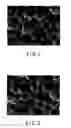 Fig. 02 - METHOD OF PRODUCING POLYURETHANE FOAM FOR COSMETIC APPLICATION AND POLYURETHANE FOAM FOR COSMETIC APPLICATION