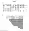 Fig. 02 - COMPOSITIONS AND METHODS FOR PRECISE PATTERNING OF POSTERIOR NEUROECTODERM FROM HUMAN PLURIPOTENT STEM CELLS