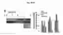Fig. 06 - COMPOSITIONS AND METHODS FOR PRECISE PATTERNING OF POSTERIOR NEUROECTODERM FROM HUMAN PLURIPOTENT STEM CELLS