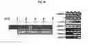 Fig. 07 - COMPOSITIONS AND METHODS FOR PRECISE PATTERNING OF POSTERIOR NEUROECTODERM FROM HUMAN PLURIPOTENT STEM CELLS