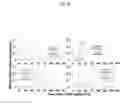 Fig. 09 - COMPOSITIONS AND METHODS FOR PRECISE PATTERNING OF POSTERIOR NEUROECTODERM FROM HUMAN PLURIPOTENT STEM CELLS