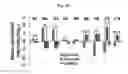 Fig. 22 - COMPOSITIONS AND METHODS FOR PRECISE PATTERNING OF POSTERIOR NEUROECTODERM FROM HUMAN PLURIPOTENT STEM CELLS