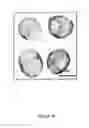 Fig. 08 - Human extensively self-renewing erythroblasts (ESRE)