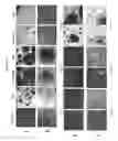 Fig. 05 - Soluble antibody complexes for T cell or NK cell activation and expansion