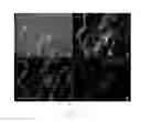 Fig. 07 - Method for culturing skeletal muscle for tissue engineering
