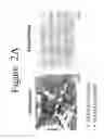 Fig. 03 - DIFFERENTIATION OF ADIPOSE STROMAL CELLS INTO OSTEOBLASTS AND USES THEREOF