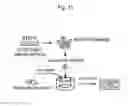 Fig. 14 - Method for inducing alveolar epithelial progenitor cells