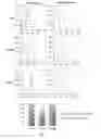 Fig. 12 - A METHOD FOR GENERATING INDUCED PLURIPOTENT STEM CELLS