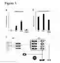 Fig. 04 - Wnt pathway stimulation in reprogramming somatic cells with nuclear reprogramming factors