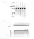 Fig. 35 - RECOMBINANT VIRUS AND PREPARATIONS THEREOF