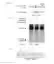 Fig. 40 - RECOMBINANT VIRUS AND PREPARATIONS THEREOF