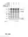 Fig. 52 - RECOMBINANT VIRUS AND PREPARATIONS THEREOF