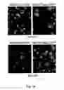 Fig. 03 - Chimeric newcastle disease viruses and uses thereof