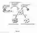 Fig. 04 - Chimeric newcastle disease viruses and uses thereof