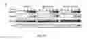 Fig. 07 - Chimeric newcastle disease viruses and uses thereof