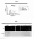 Fig. 09 - Development of Protein-Based Biotherapeutics That Penetrate Cell-Membrane and Induce Anti-Cancer Effect- Cell-Permeable Glutathione Peroxidase7 (CP-GPX7) in Gastrointestinal Track (GIT), Polynucleotides Encoding the Same, and Anti-Cancer Compositions Comprising the Same