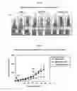 Fig. 22 - Development of Protein-Based Biotherapeutics That Penetrate Cell-Membrane and Induce Anti-Cancer Effect- Cell-Permeable Glutathione Peroxidase7 (CP-GPX7) in Gastrointestinal Track (GIT), Polynucleotides Encoding the Same, and Anti-Cancer Compositions Comprising the Same