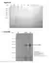 Fig. 03 - ANTIMICROBIAL FUSION COMPOUNDS AND USES THEREOF