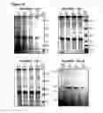 Fig. 17 - ANTIMICROBIAL FUSION COMPOUNDS AND USES THEREOF