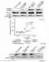 Fig. 10 - Stablized EZH2 peptides