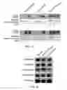 Fig. 15 - Stablized EZH2 peptides