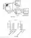 Fig. 28 - Stablized EZH2 peptides