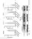 Fig. 33 - Stablized EZH2 peptides