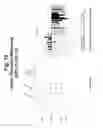Fig. 19 - Polynucleotides and polypeptide sequences involved in the process of bone remodeling