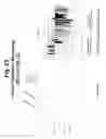 Fig. 24 - Polynucleotides and polypeptide sequences involved in the process of bone remodeling
