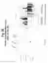 Fig. 29 - Polynucleotides and polypeptide sequences involved in the process of bone remodeling