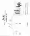 Fig. 32 - Polynucleotides and polypeptide sequences involved in the process of bone remodeling