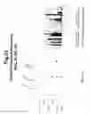 Fig. 34 - Polynucleotides and polypeptide sequences involved in the process of bone remodeling