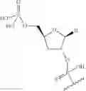 Fig. 22 - Short interfering nucleic acid (siNA) molecules containing a 2′ internucleoside linkage