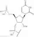 Fig. 55 - Short interfering nucleic acid (siNA) molecules containing a 2′ internucleoside linkage