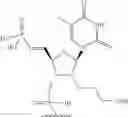 Fig. 71 - Short interfering nucleic acid (siNA) molecules containing a 2′ internucleoside linkage