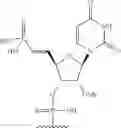 Fig. 74 - Short interfering nucleic acid (siNA) molecules containing a 2′ internucleoside linkage