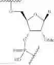 Fig. 79 - Short interfering nucleic acid (siNA) molecules containing a 2′ internucleoside linkage