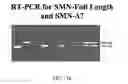 Fig. 13 - SMN2 element 1 antisense compositions and methods and uses thereof