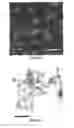 Fig. 07 - Metal-ligand coordination polymer nanoparticles and methods for making