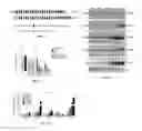 Fig. 02 - miR-29 mimics and uses thereof