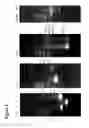 Fig. 06 - Compositions and methods for “resistance-proof” SiRNA therapeutics for influenza