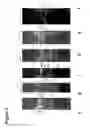 Fig. 07 - Compositions and methods for “resistance-proof” SiRNA therapeutics for influenza